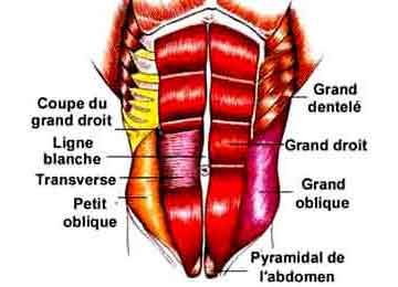 Muscles abdominaux : anatomie, rôle, schéma, liste