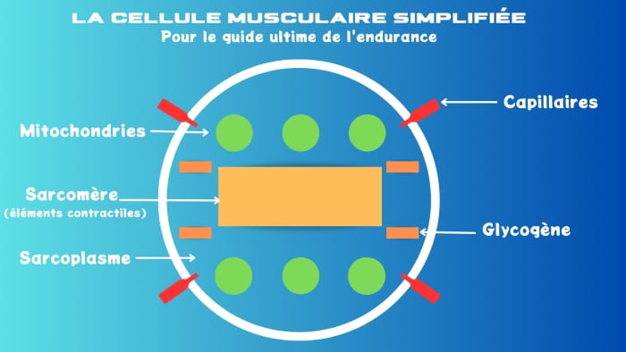 La cellule musculaire simplifiée